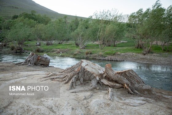 گزارش تصویری | قطع گسترده درختان روستای «اسکان» - شازند