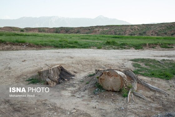گزارش تصویری | قطع گسترده درختان روستای «اسکان» - شازند