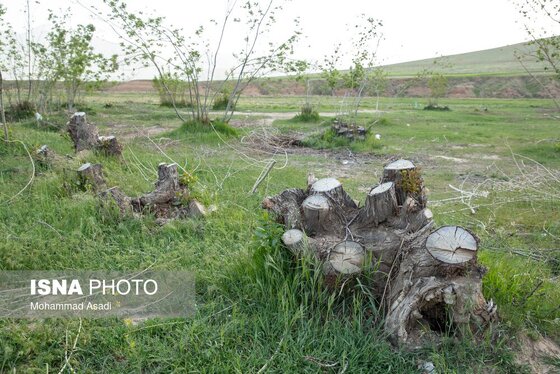 گزارش تصویری | قطع گسترده درختان روستای «اسکان» - شازند