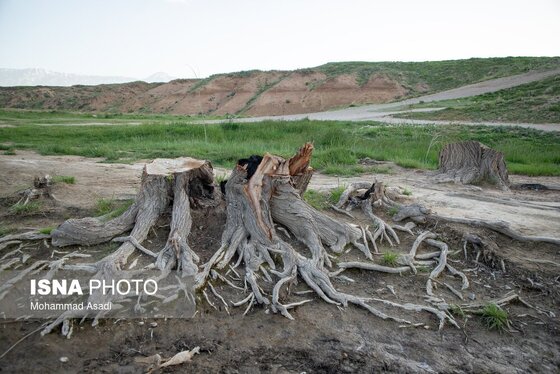 گزارش تصویری | قطع گسترده درختان روستای «اسکان» - شازند
