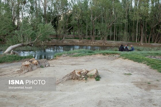 گزارش تصویری | قطع گسترده درختان روستای «اسکان» - شازند