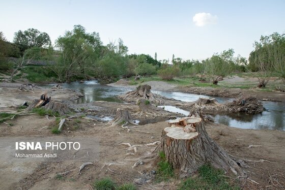 گزارش تصویری | قطع گسترده درختان روستای «اسکان» - شازند