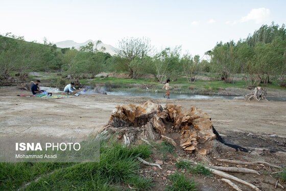 گزارش تصویری | قطع گسترده درختان روستای «اسکان» - شازند