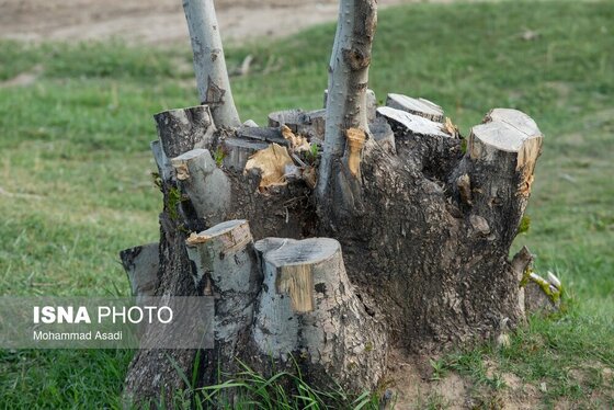 گزارش تصویری | قطع گسترده درختان روستای «اسکان» - شازند