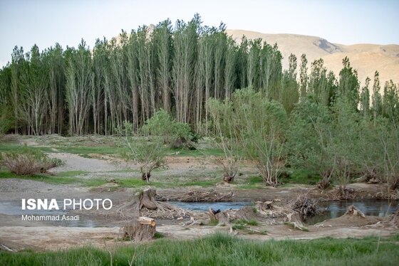 گزارش تصویری | قطع گسترده درختان روستای «اسکان» - شازند