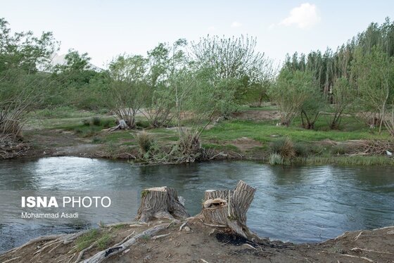 گزارش تصویری | قطع گسترده درختان روستای «اسکان» - شازند