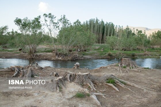 گزارش تصویری | قطع گسترده درختان روستای «اسکان» - شازند