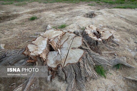 گزارش تصویری | قطع گسترده درختان روستای «اسکان» - شازند