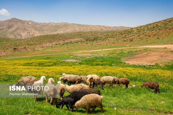 ایران زیباست | سرحد عشایر ایل قشقایی