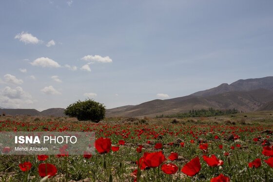 ایران زیباست | دشت شقایق‌های بهاری - بجنورد
