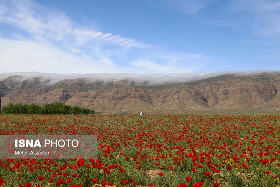 ایران زیباست | دشت شقایق‌های بهاری - بجنورد