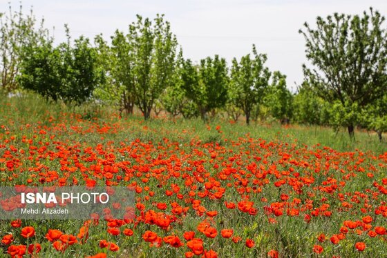 ایران زیباست | دشت شقایق‌های بهاری - بجنورد