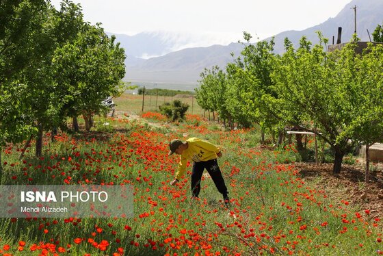 ایران زیباست | دشت شقایق‌های بهاری - بجنورد