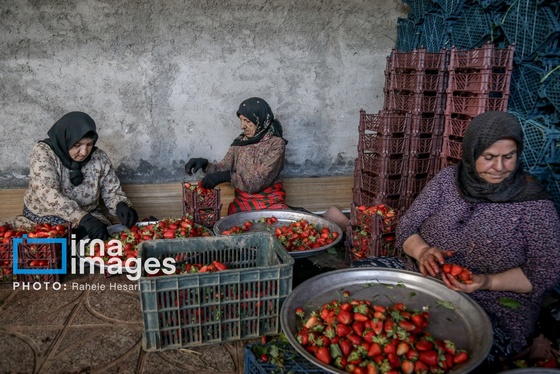 گزارش تصویری | بهارِ سرخ شفیع‌آباد