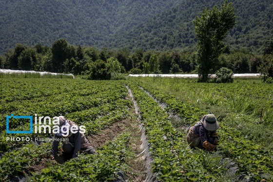 گزارش تصویری | بهارِ سرخ شفیع‌آباد