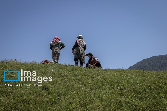گزارش تصویری | بهارِ سرخ شفیع‌آباد