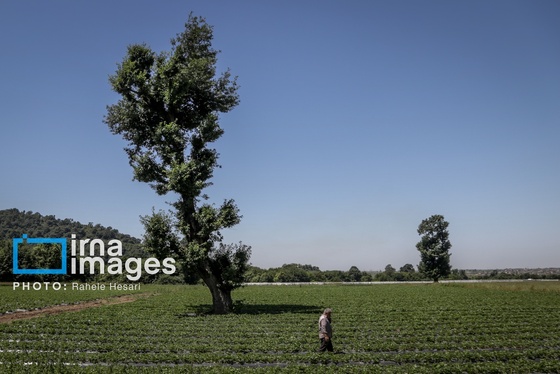 گزارش تصویری | بهارِ سرخ شفیع‌آباد