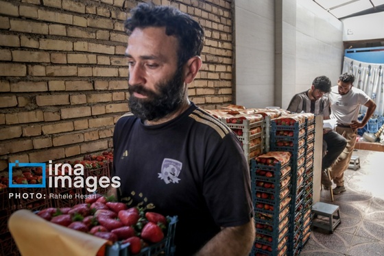 گزارش تصویری | بهارِ سرخ شفیع‌آباد