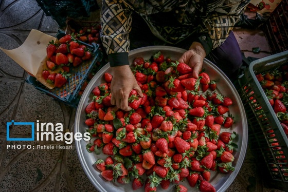 گزارش تصویری | بهارِ سرخ شفیع‌آباد