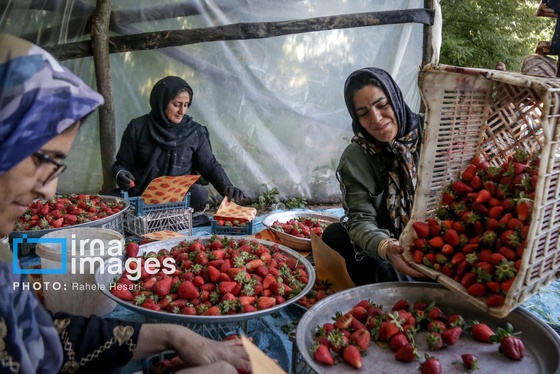 گزارش تصویری | بهارِ سرخ شفیع‌آباد