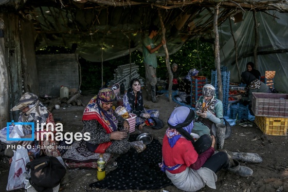 گزارش تصویری | بهارِ سرخ شفیع‌آباد