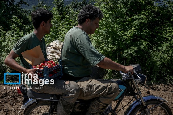 گزارش تصویری | بهارِ سرخ شفیع‌آباد