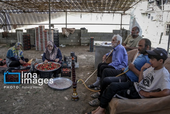 گزارش تصویری | بهارِ سرخ شفیع‌آباد