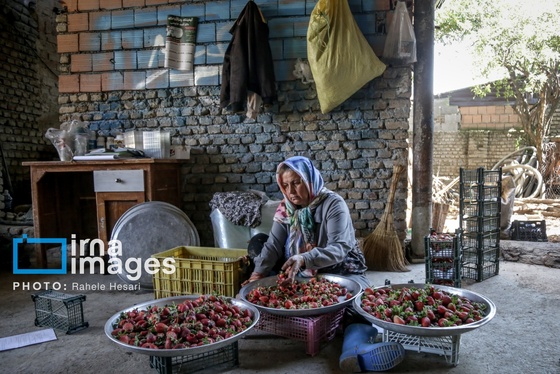 گزارش تصویری | بهارِ سرخ شفیع‌آباد