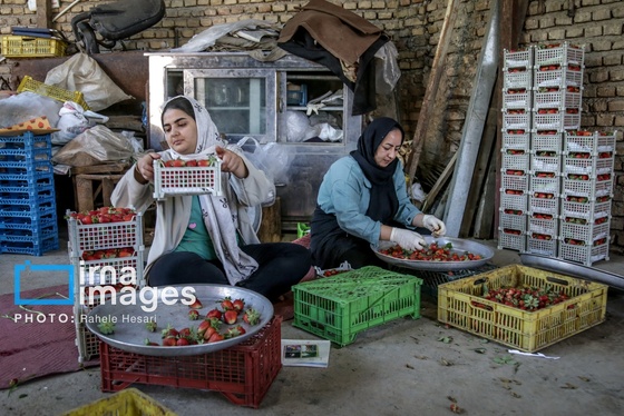 گزارش تصویری | بهارِ سرخ شفیع‌آباد