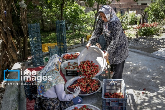 گزارش تصویری | بهارِ سرخ شفیع‌آباد