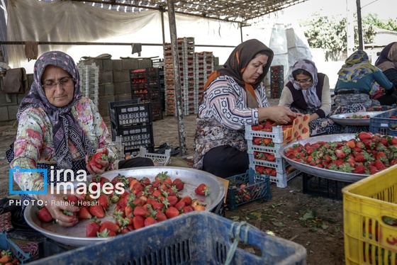 گزارش تصویری | بهارِ سرخ شفیع‌آباد