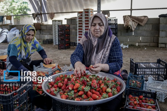 گزارش تصویری | بهارِ سرخ شفیع‌آباد