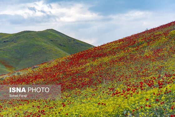 ایران زیباست | طبیعت هزار رنگ جلگه ارومیه