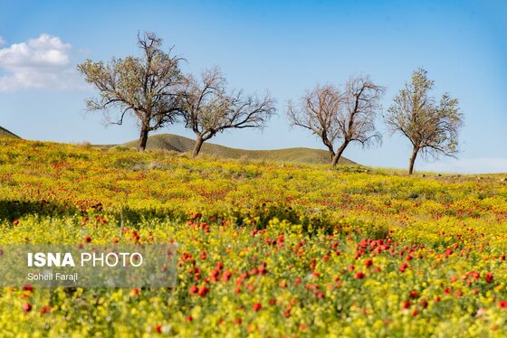 ایران زیباست | طبیعت هزار رنگ جلگه ارومیه