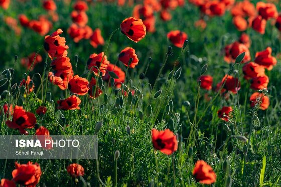 ایران زیباست | طبیعت هزار رنگ جلگه ارومیه