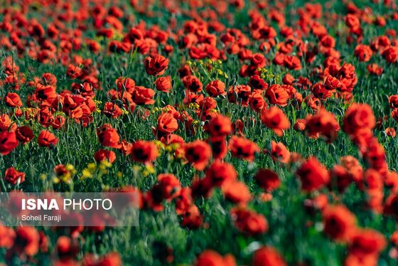 ایران زیباست | طبیعت هزار رنگ جلگه ارومیه