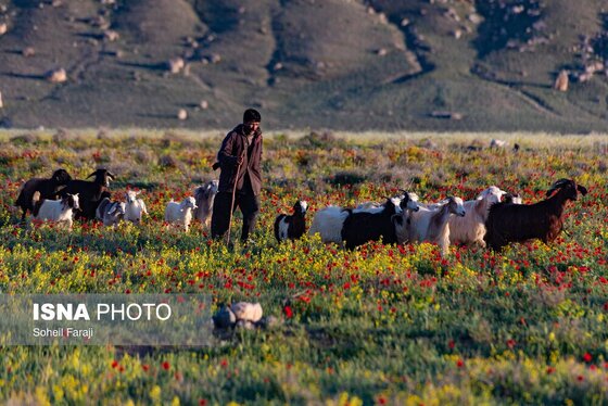 ایران زیباست | طبیعت هزار رنگ جلگه ارومیه