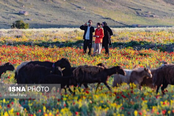 ایران زیباست | طبیعت هزار رنگ جلگه ارومیه