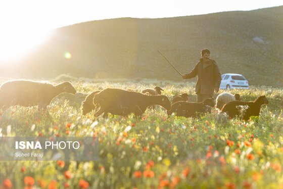 ایران زیباست | طبیعت هزار رنگ جلگه ارومیه