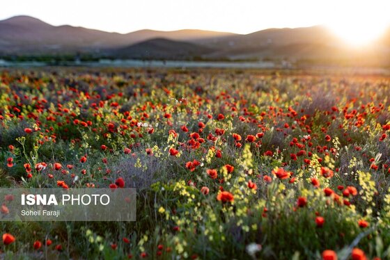 ایران زیباست | طبیعت هزار رنگ جلگه ارومیه