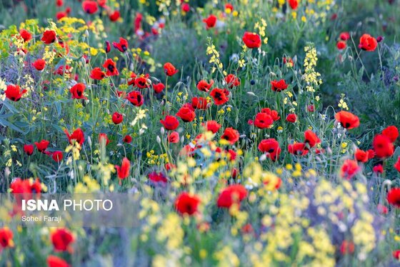 ایران زیباست | طبیعت هزار رنگ جلگه ارومیه