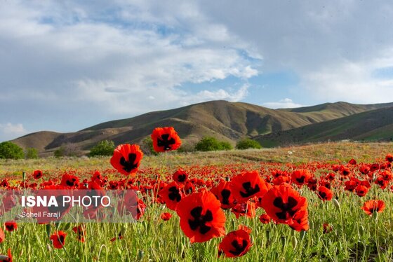 ایران زیباست | طبیعت هزار رنگ جلگه ارومیه