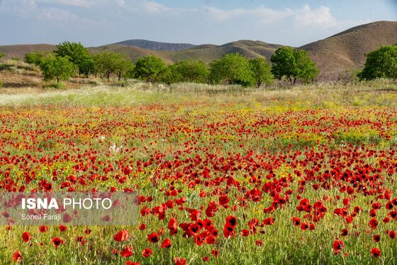 ایران زیباست | طبیعت هزار رنگ جلگه ارومیه