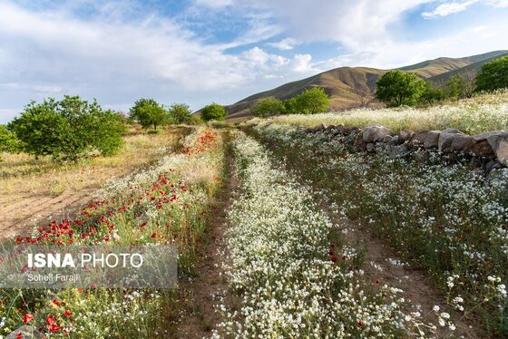 ایران زیباست | طبیعت هزار رنگ جلگه ارومیه