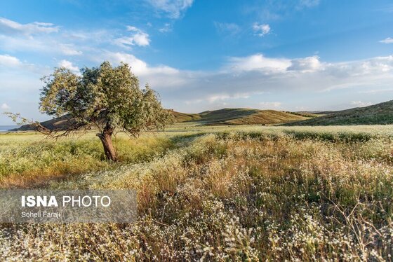 ایران زیباست | طبیعت هزار رنگ جلگه ارومیه