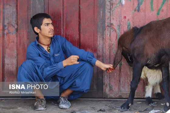 گزارش تصویری | عید قربان در زاهدان