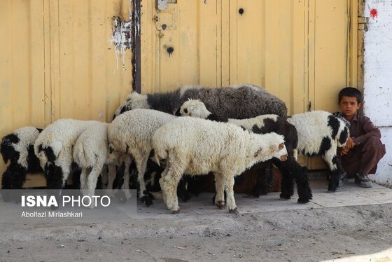 گزارش تصویری | عید قربان در زاهدان