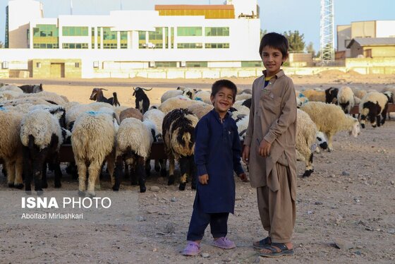 گزارش تصویری | عید قربان در زاهدان