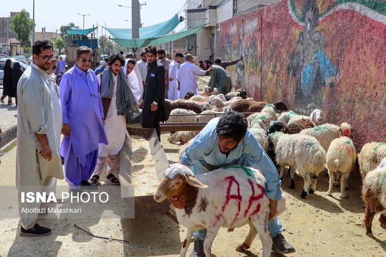 گزارش تصویری | عید قربان در زاهدان
