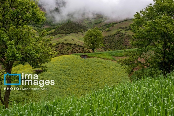 ایران زیباست | بهارِ گلستان